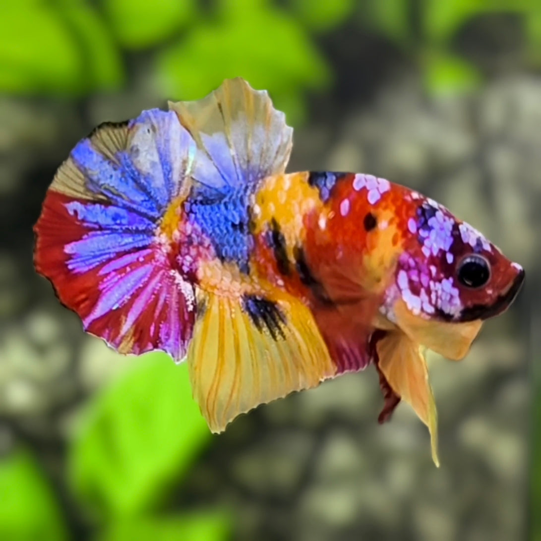 Multicolor Yellowbase Candy Galaxy HMPK Betta Fish Male – Zaga Farm