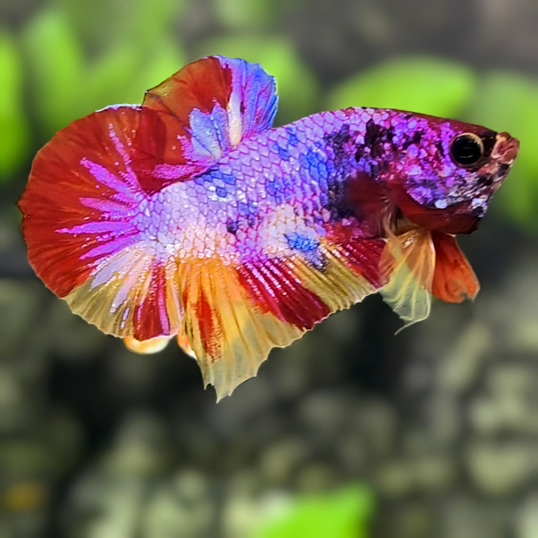 Multicolor Candy HMPK Betta Fish Male – Zaga Farm