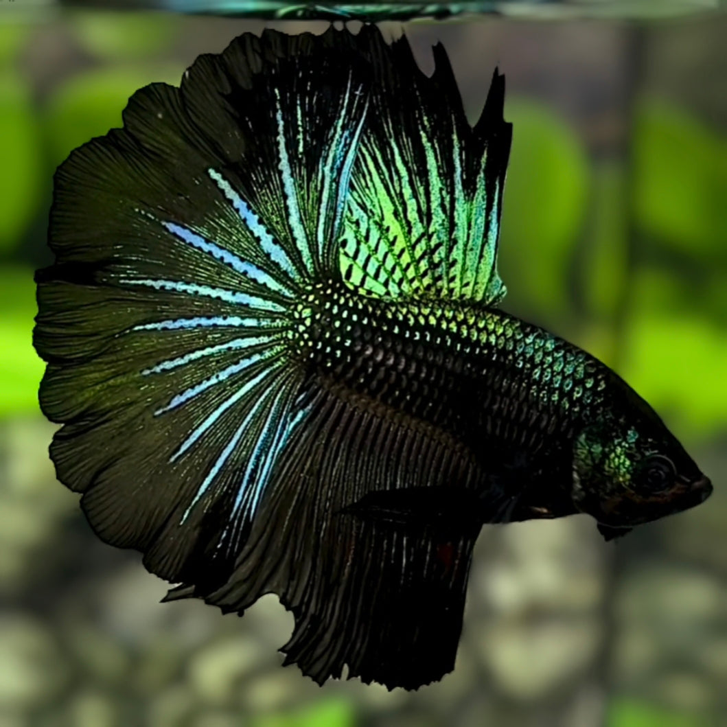 Green Samurai Startail Halfmoon Betta Fish Male – Zaga Farm