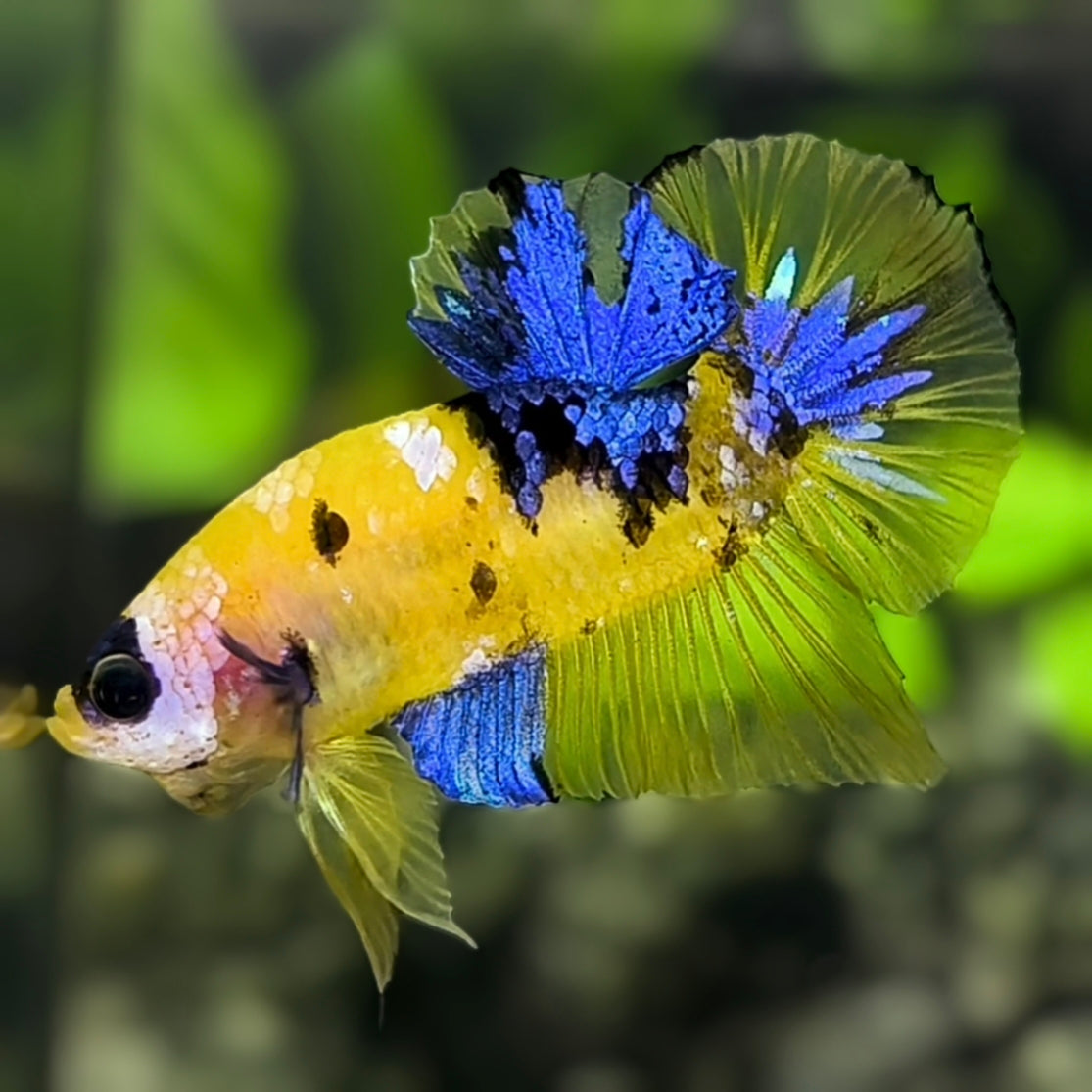Yellow Koi Galaxy HMPK Betta Fish Male #YKG – Zaga Farm
