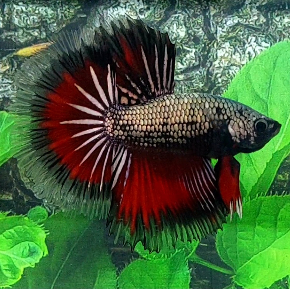 Red Copper Triband Butterfly Halfmoon Male