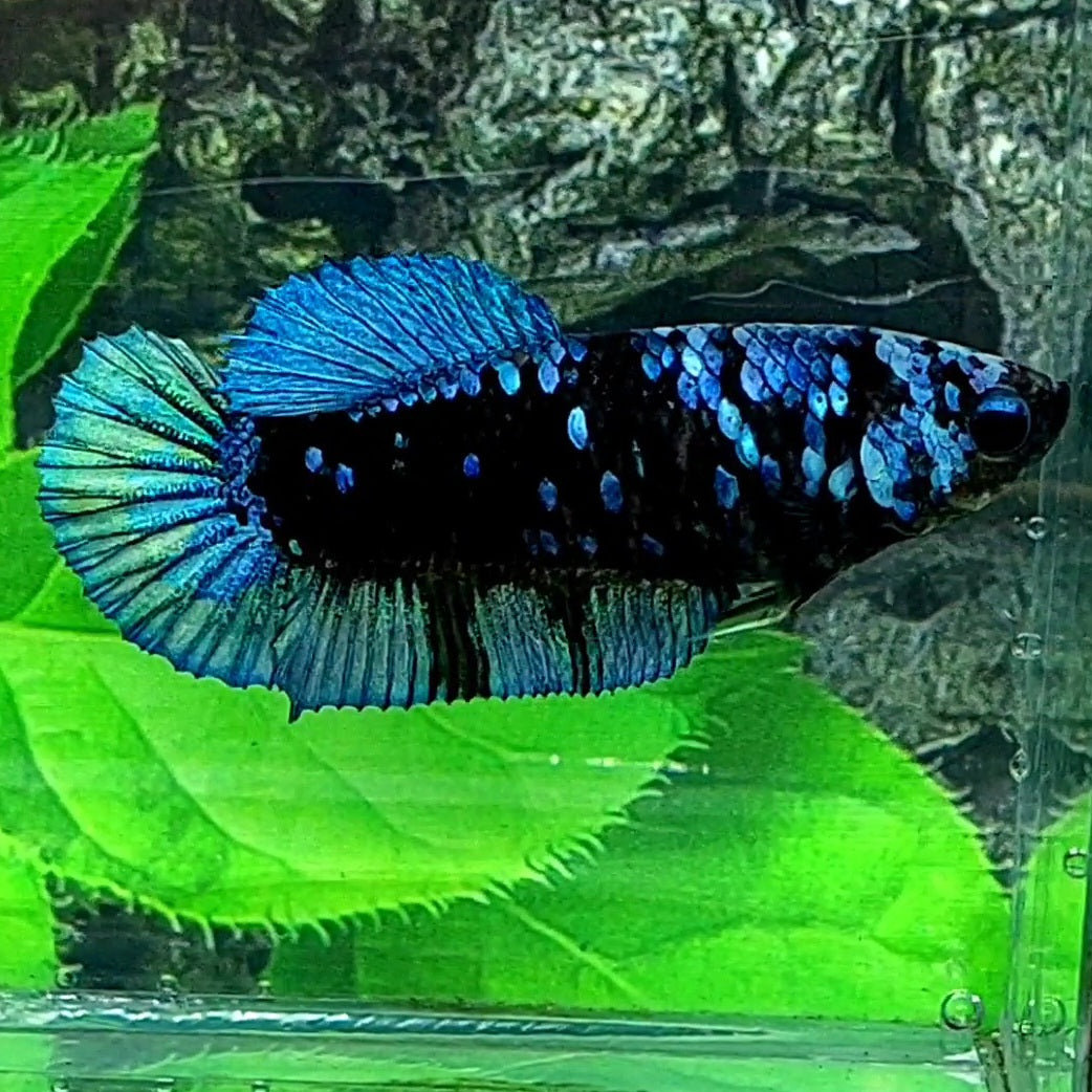 Avatar Gordon Steel Blue HMPK Female For Sorority Tank/Breed