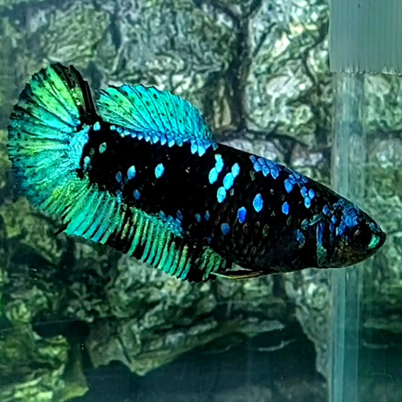 Avatar Gordon HMPK Female For Sorority Tank/Breed