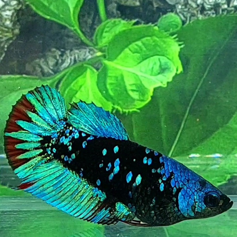 Avatar Gordon HMPK Female For Sorority Tank/Breed