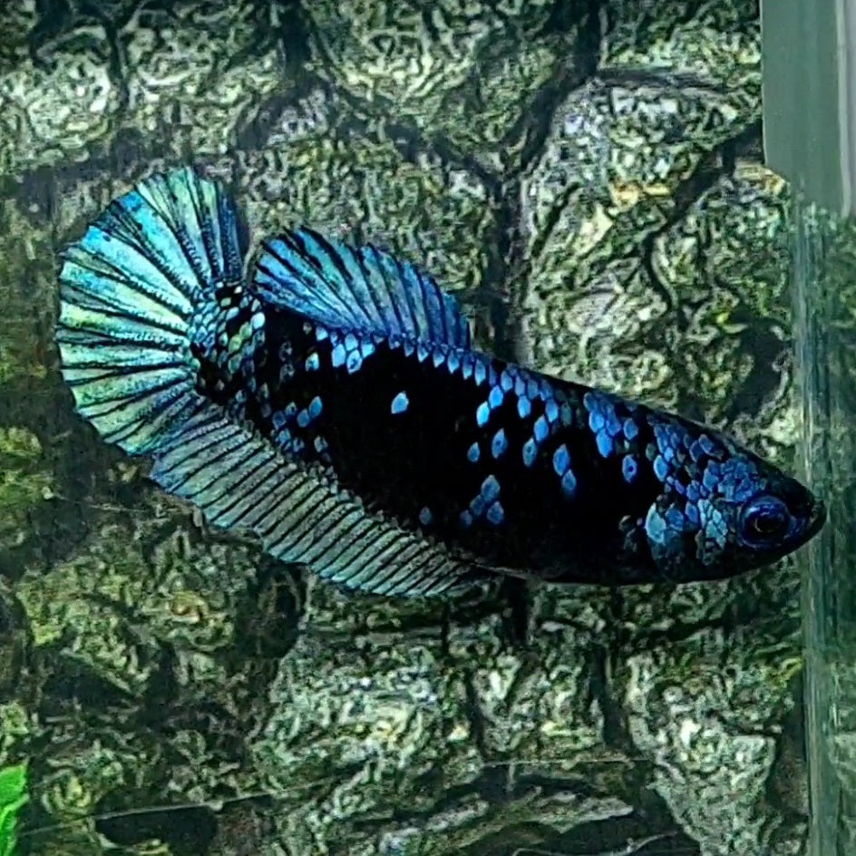 Avatar Gordon Steel Blue HMPK Female For Sorority Tank/Breed