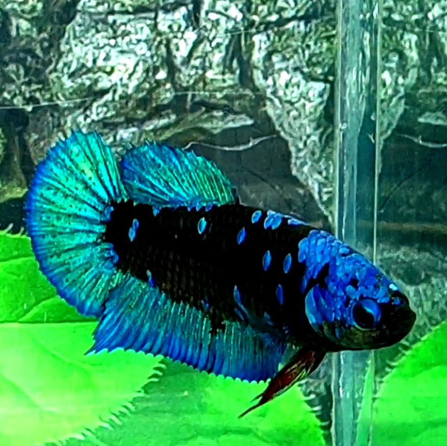 Avatar Gordon HMPK Female For Sorority / Breed