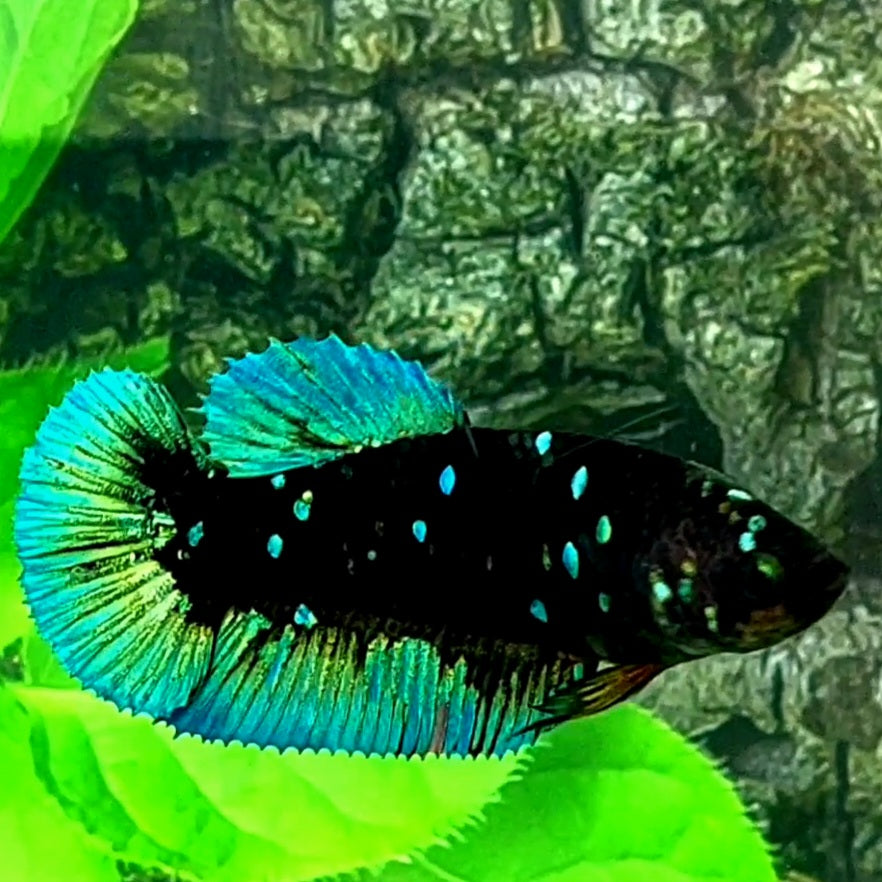 Green Black Star Galaxy HMPK Female For Sorority / Breed