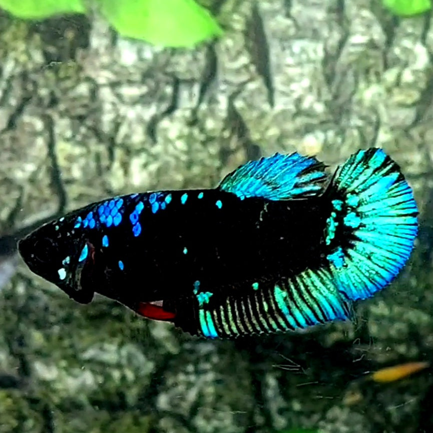 Avatar Gordon HMPK Female For Sorority / Breed