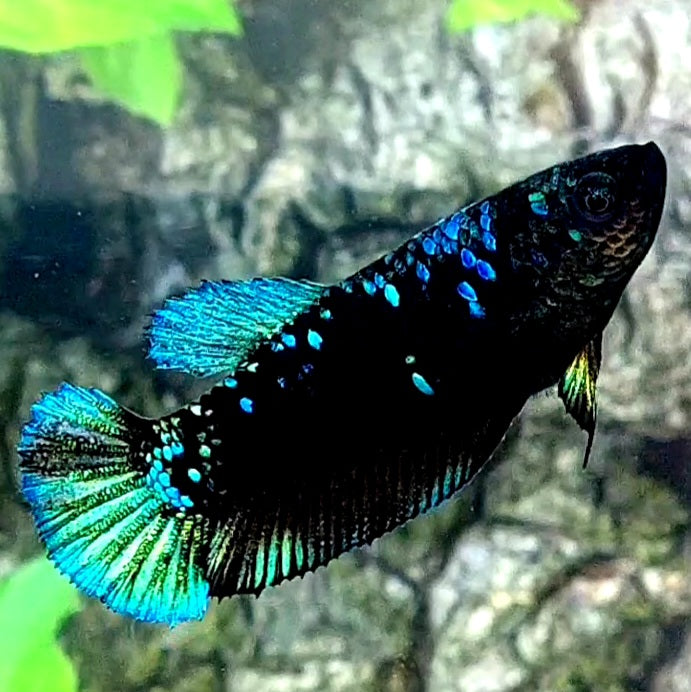 Avatar Gordon HMPK Female For Sorority / Breed