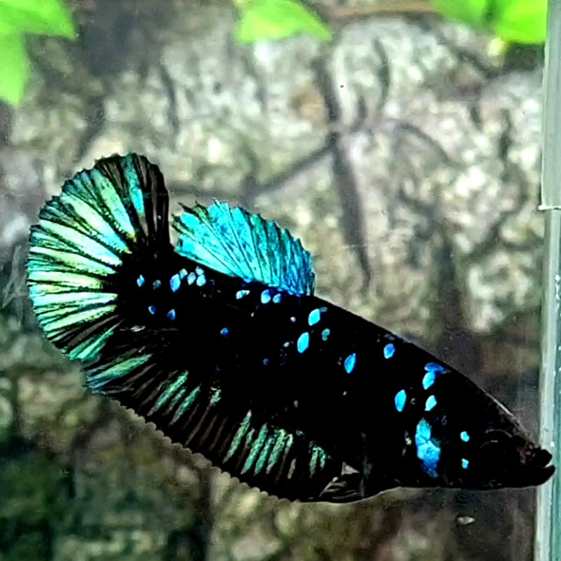 Avatar Black Star Gordon HMPK Female For Sorority Tank/Breed