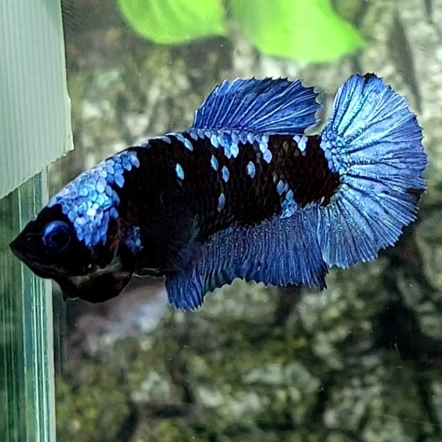 Avatar Gordon Grey HMPK Female For Sorority / Breed