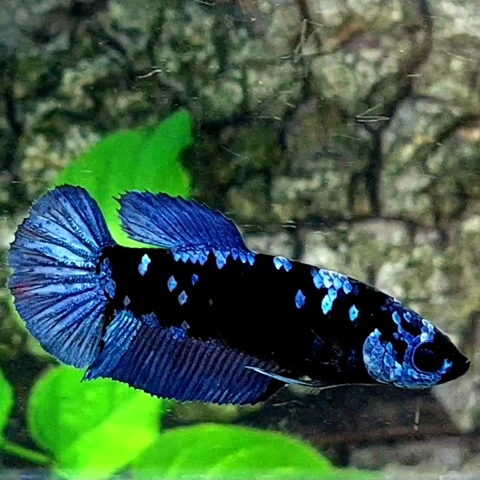 Avatar Gordon Grey HMPK Female For Sorority / Breed