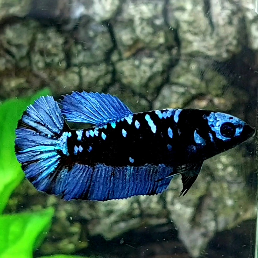 Avatar Gordon Grey HMPK Female For Sorority / Breed