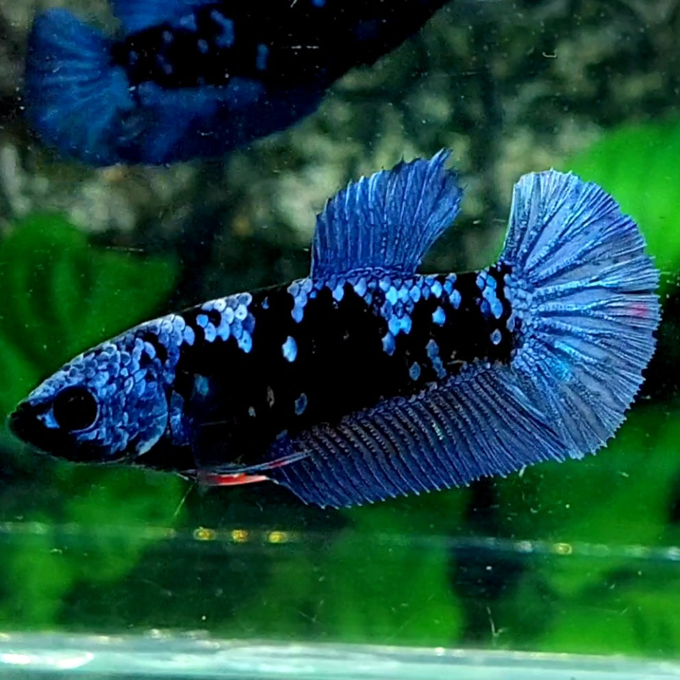 Avatar Gordon Grey HMPK Female For Sorority / Breed