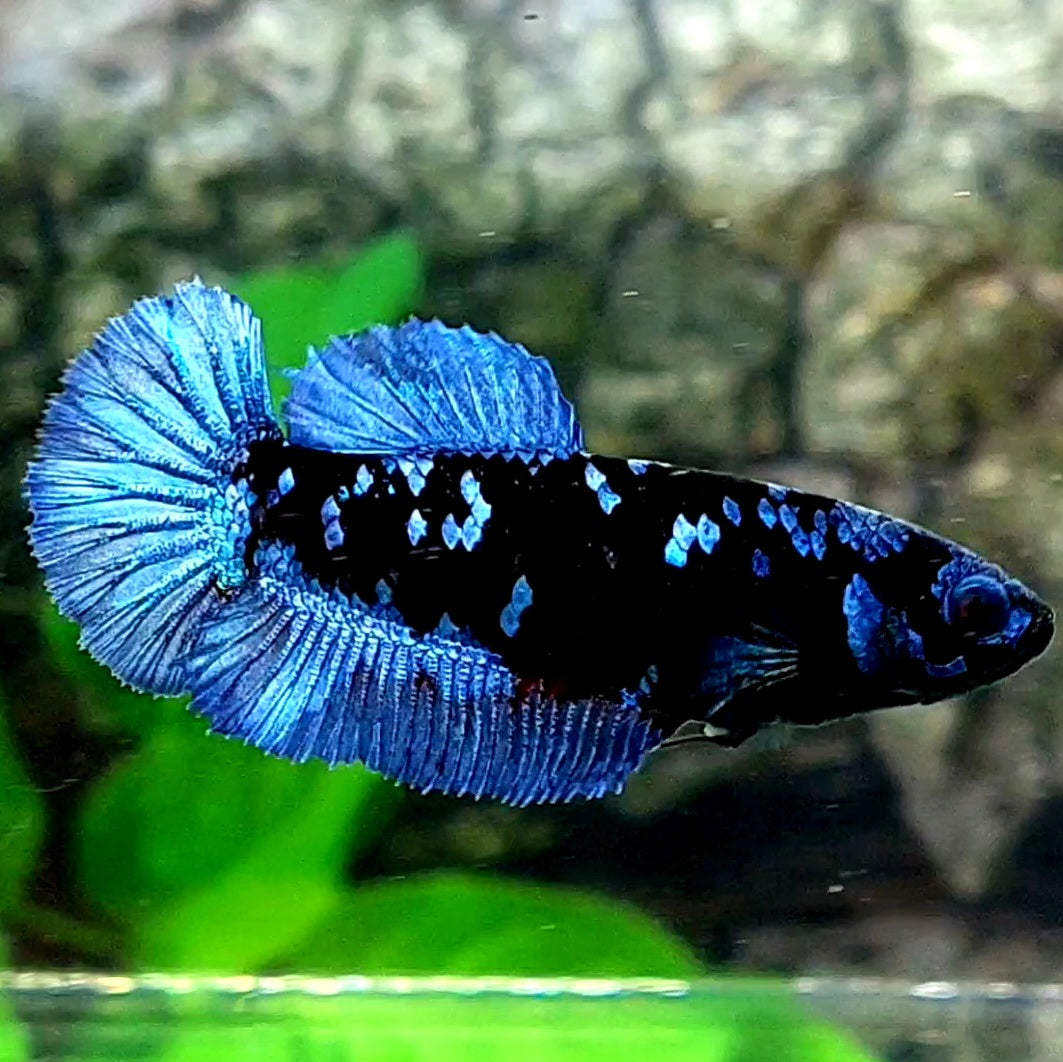 Avatar Gordon Grey HMPK Female For Sorority / Breed