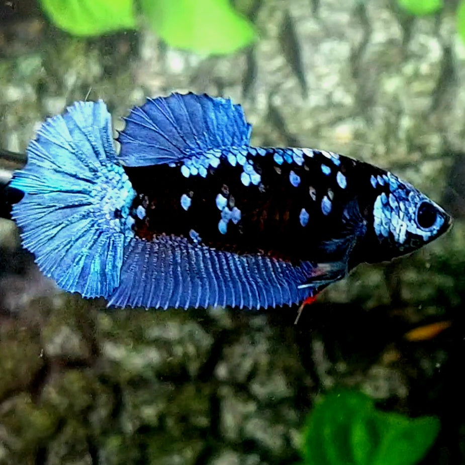 Avatar Gordon Grey HMPK Female For Sorority / Breed