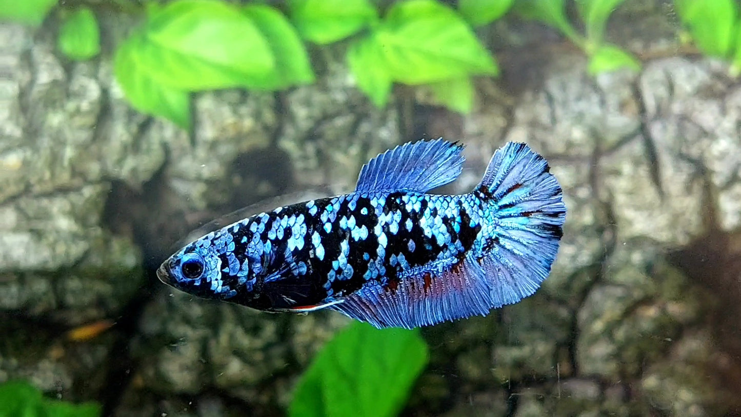 Avatar Gordon Grey HMPK Female For Sorority / Breed