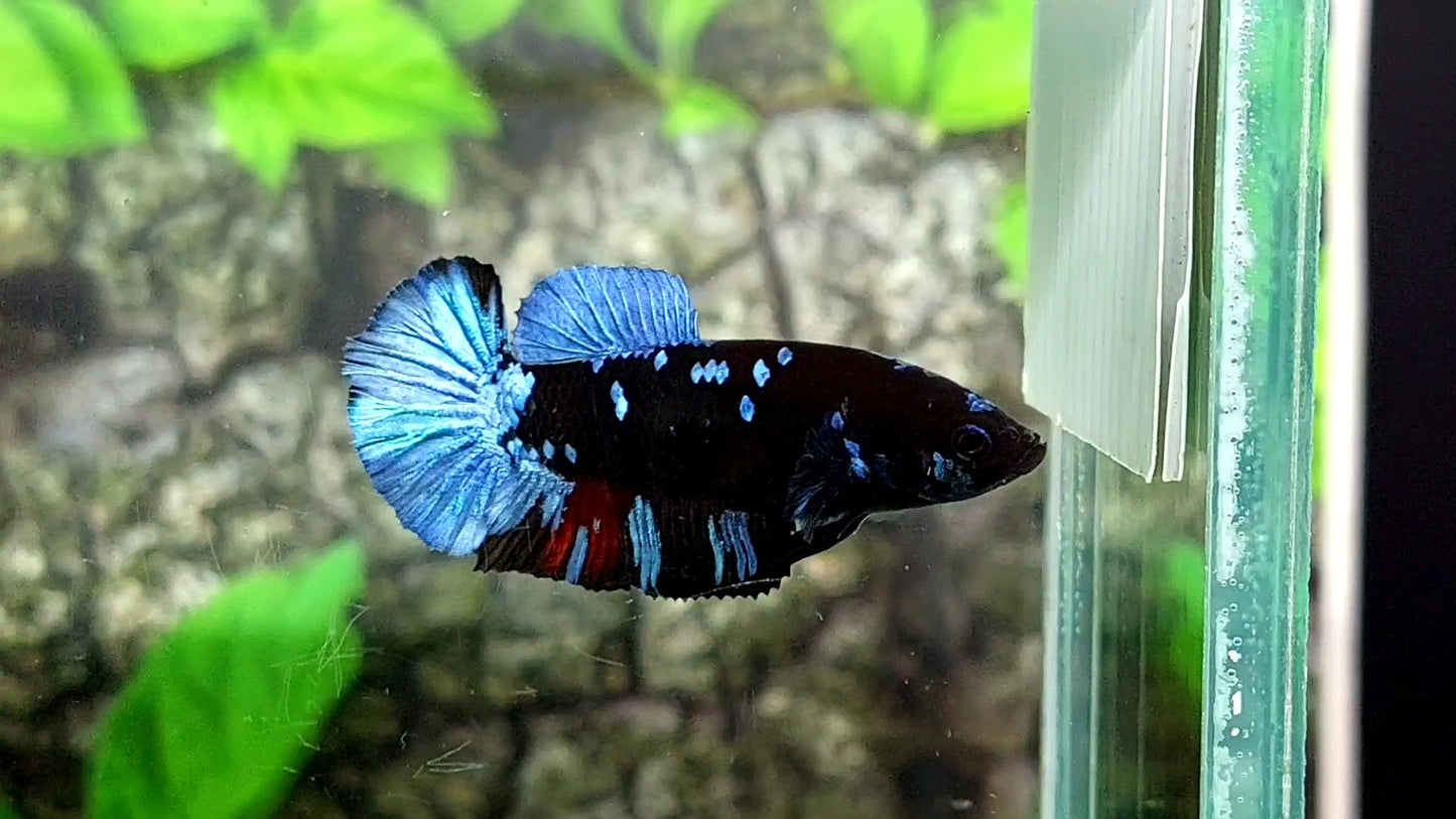 Avatar Gordon Grey HMPK Female For Sorority / Breed