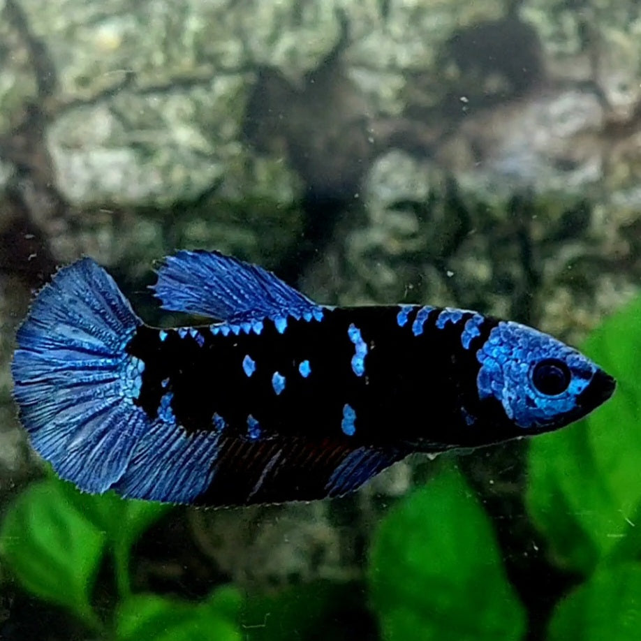 Avatar Gordon Grey HMPK Female For Sorority / Breed