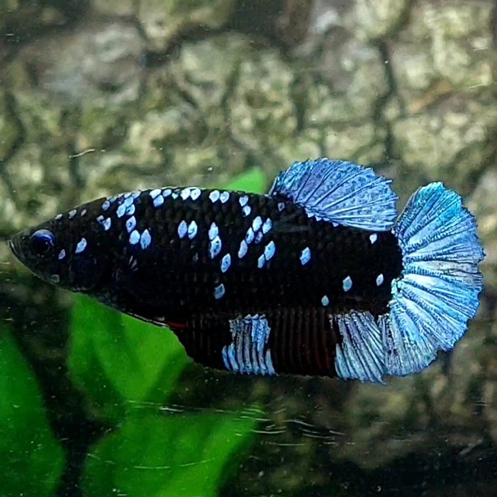 Avatar Grey HMPK Female For Sorority / Breed