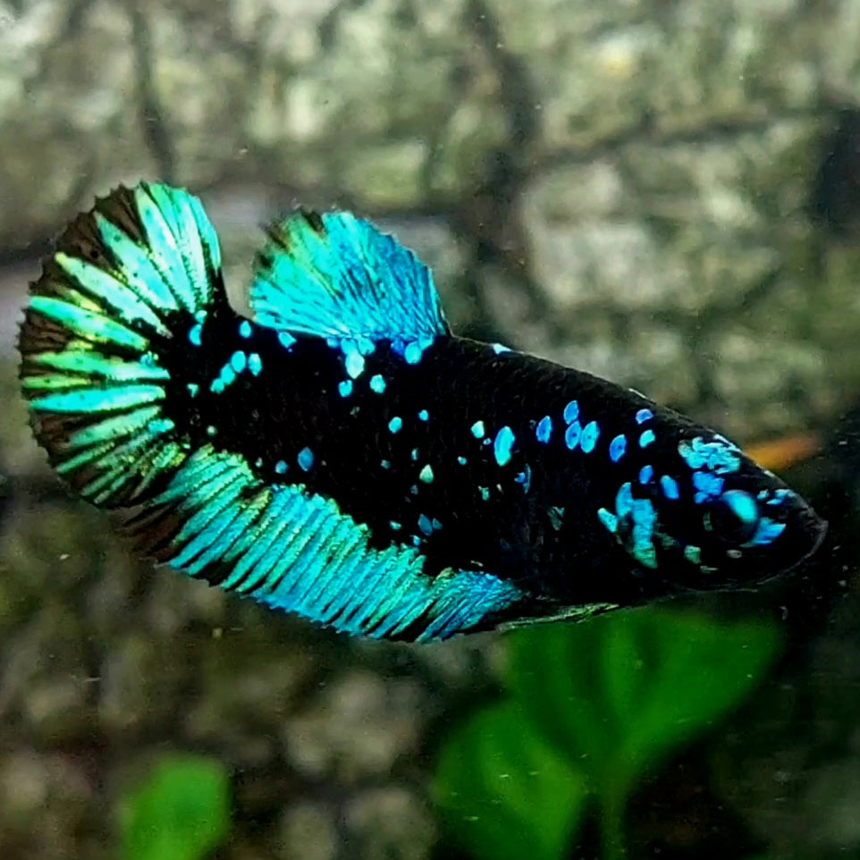 Avatar Black Star HMPK Female For Sorority / Breed