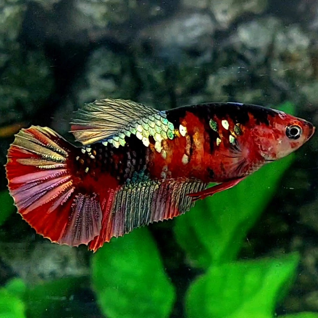 Red Tiger Copper Green Galaxy HMPK Female For Sorority / Breed