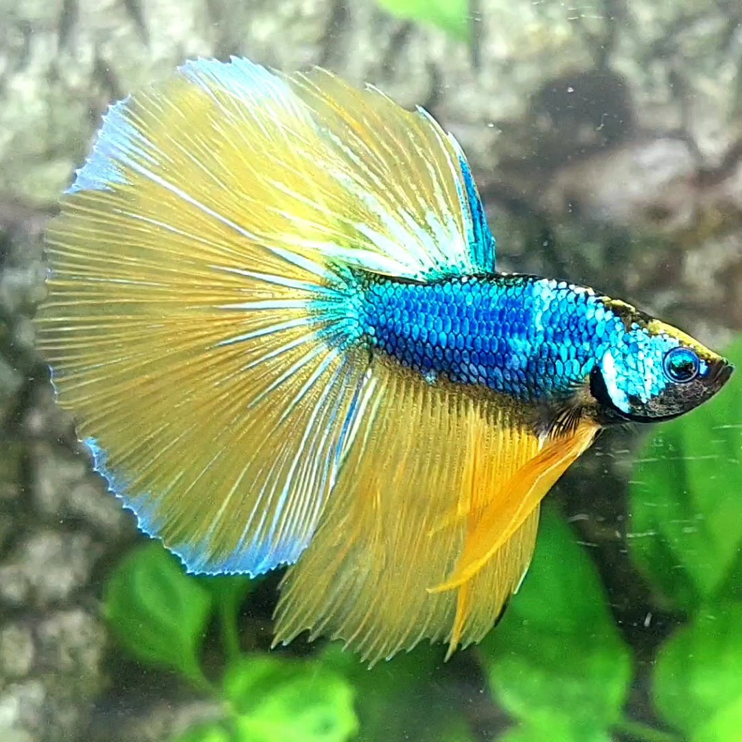 Fancy Mustard Gass Halfmoon Male