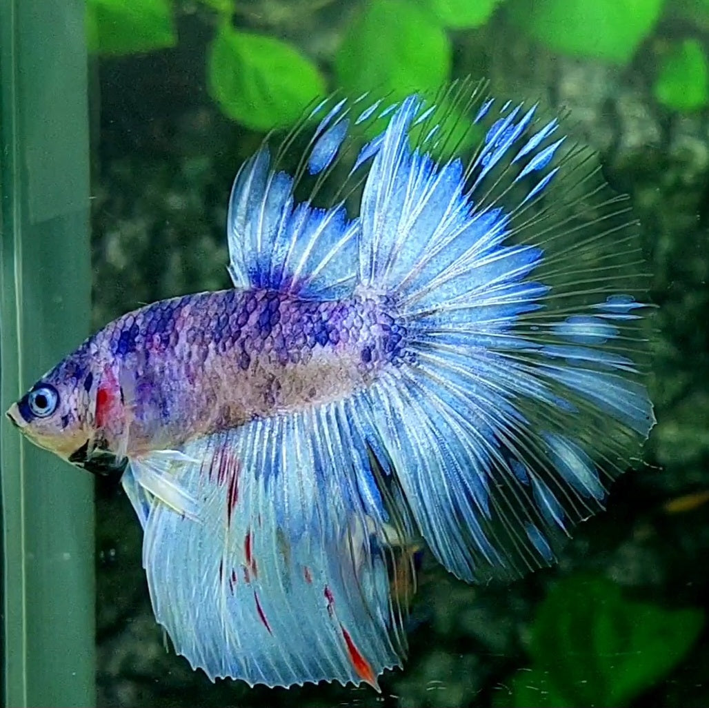Purple Skyblue Fancy Halfmoon Male