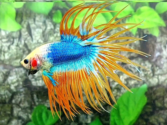Yellow Mascot Crossray Crowntail Male