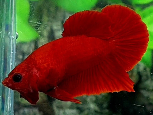 Super Red HMPK Male