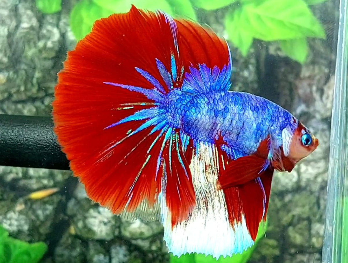 Monkey Face Startail Red Purple Blue Fancy Over Halfmoon Male