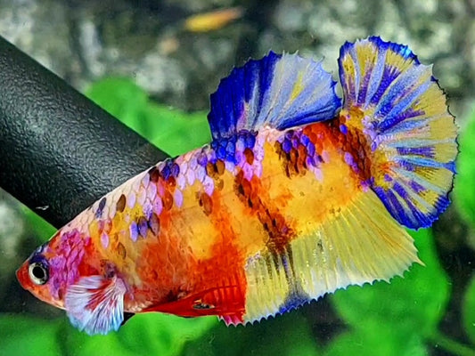 Multicolor Yellowbase Pink Galaxy Candy HMPK Female For Sorority / Breed