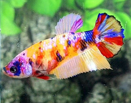 Multicolor Yellowbase Galaxy Candy HMPK Female For Sorority / Breed