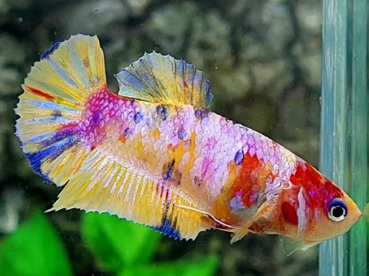 Multicolor Pink Yellow Candy HMPK Female For Sorority / Breed
