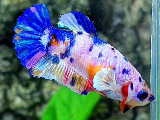 Multicolor Pink Candy HMPK Female For Sorority / Breed