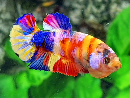 Multicolor Yellowbase Candy Galaxy HMPK Female For Sorority / Breed