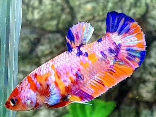 Multicolor Pink Candy Galaxy HMPK Female For Sorority / Breed