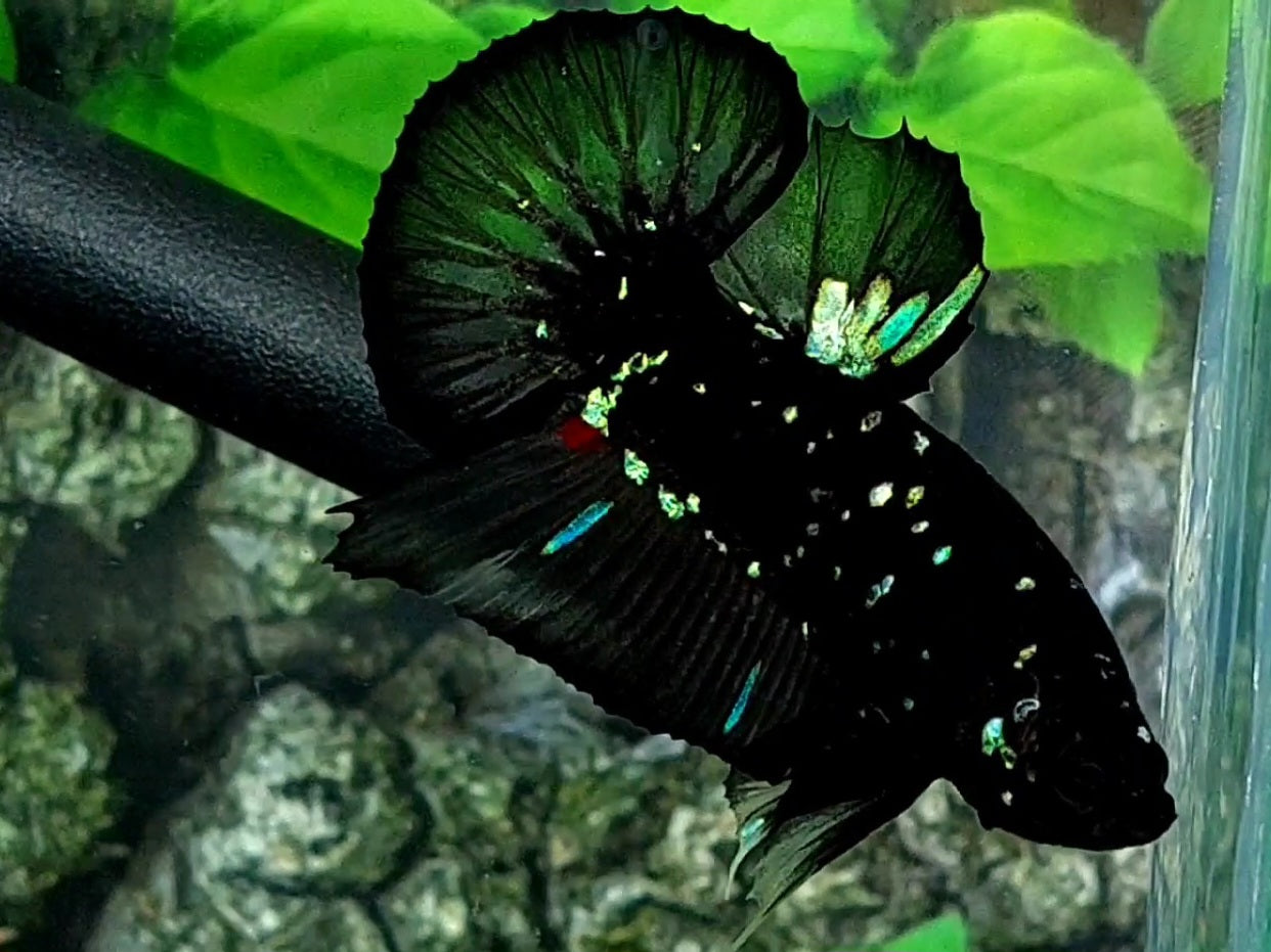 Black Star Nebula Galaxy HMPK Male