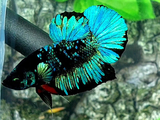 Turquoise Blue Blackstar Galaxy HMPK Male