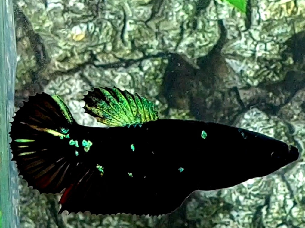 Blackstar Green Galaxy HMPK Female For Sorority / Breed