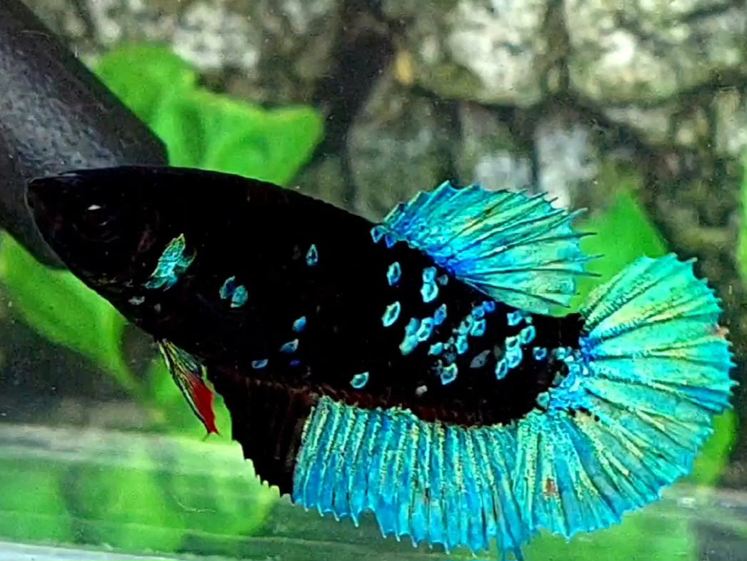 Blackstar Turquoise Galaxy HMPK Female For Sorority / Breed