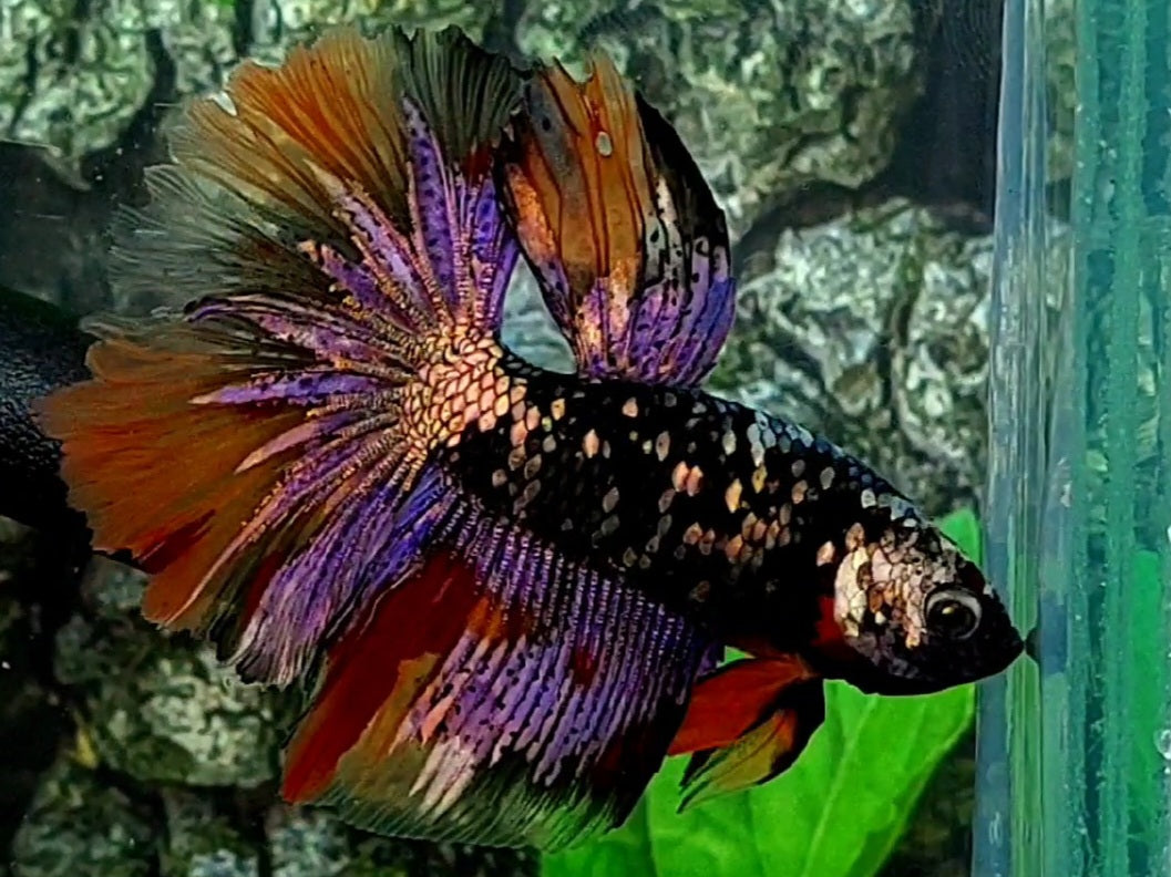 Candy Blackstar Copper Gold Purple Halfmoon Male