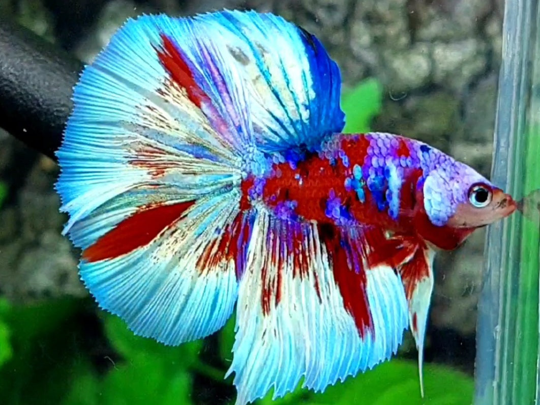 Red Barongsai Lion Dance Halfmoon Male
