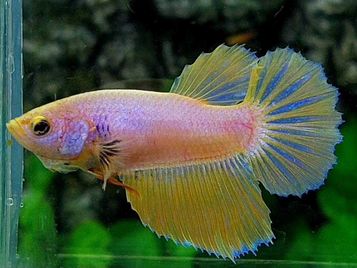 Yellow Pink Fancy Halfmoon Female For Sorority / Breed