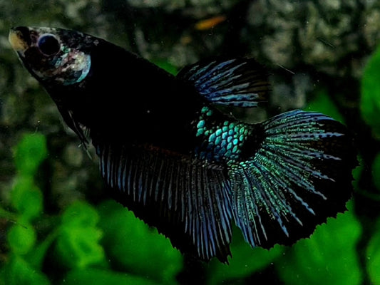 Blacklight Dark Turquoise Halfmoon Female For Sorority / Breed