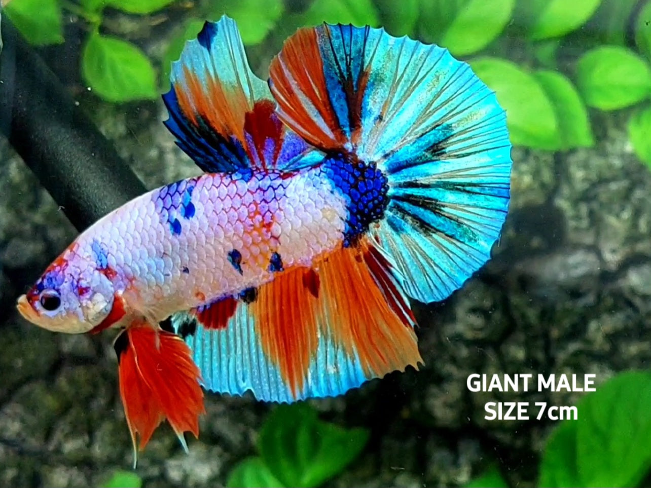 Multicolor Candy Metalic Skyblue JUMBO GIANT HMPK Male