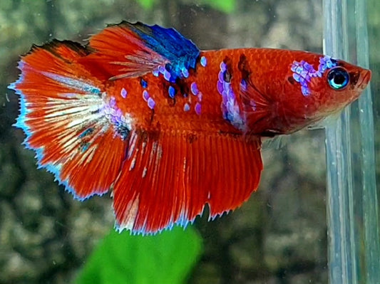 Red Tiger Galaxy Halfmoon Female For Sorority / Breed