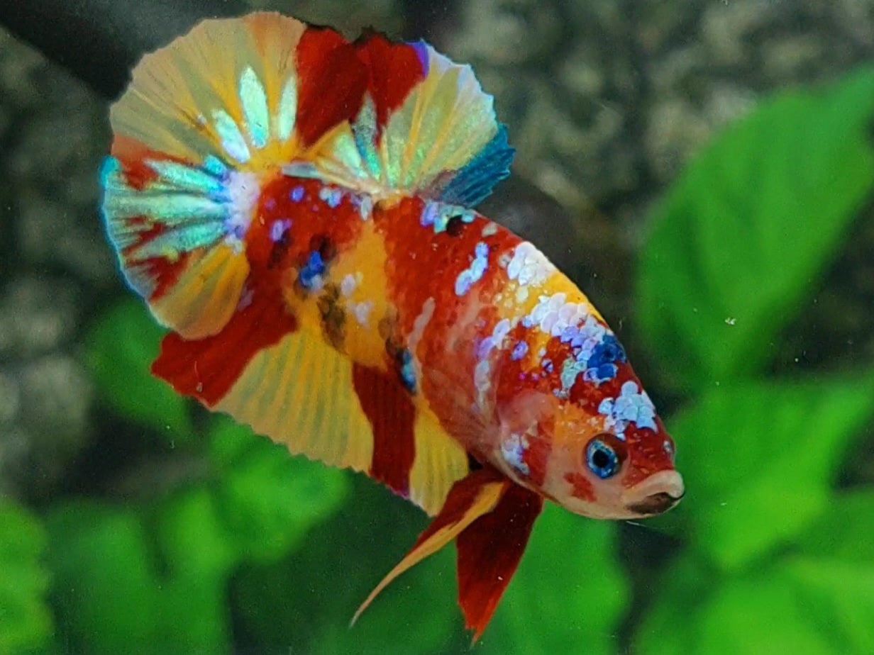 Multicolor Leopard Galaxy Over HMPK Male