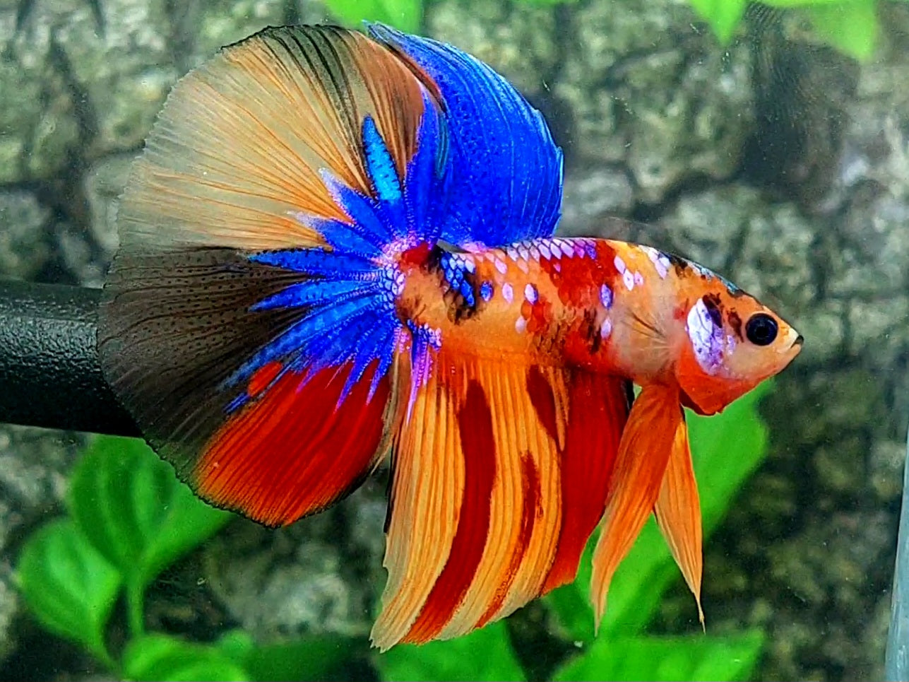 Multicolor Candy Galaxy Halfmoon Male
