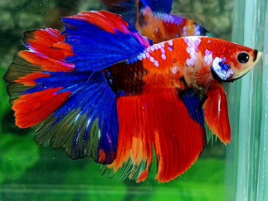Multicolor Red Galaxy Halfmoon Male